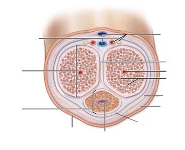 ligamentet penile