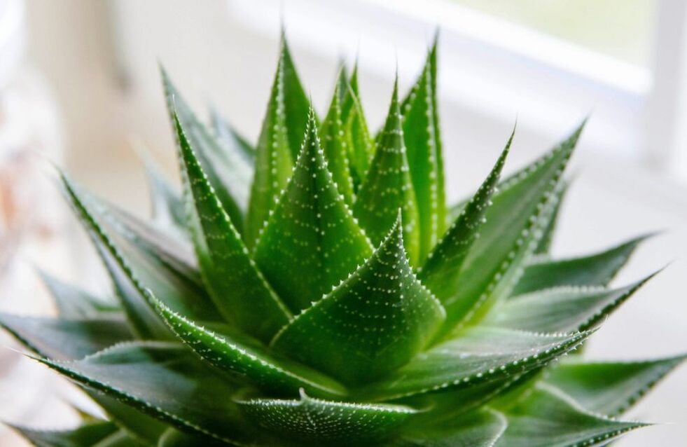 aloe për zmadhimin e penisit